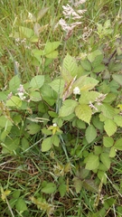 Phragmidium violaceum