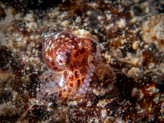 Octopus joubini