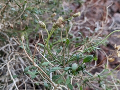 Pleurocoronis pluriseta
