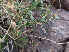 Pleurocoronis pluriseta