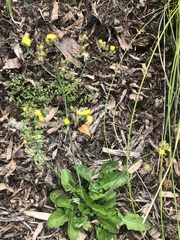 Youngia japonica