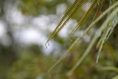 Gleicheniaceae