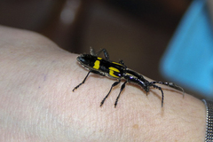 Platyarthron chilense