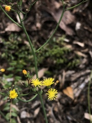 Youngia japonica
