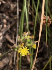 Youngia japonica