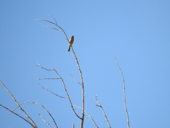 Haemorhous mexicanus