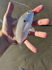 Leiostomus xanthurus