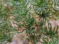 Peucephyllum schottii