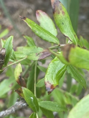 Vaccinium darrowii