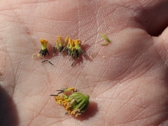 Amauria brandegeeana