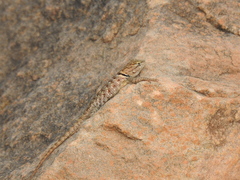 Sceloporus uniformis