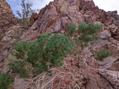 Peucephyllum schottii