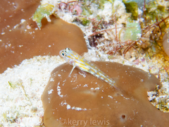 Coryphopterus eidolon