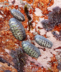 Chiton granosus