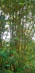 Bambusa vulgaris