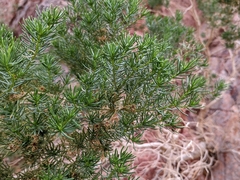 Peucephyllum schottii