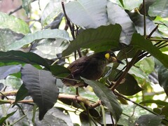 Meliphaga notata