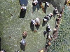 Echinolittorina peruviana