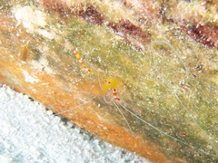 Stenopus scutellatus
