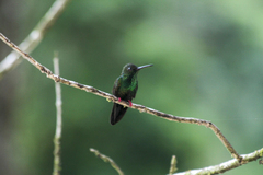 Chalybura urochrysia