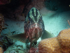 Epinephelus striatus