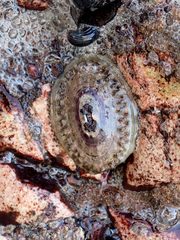 Fissurella limbata