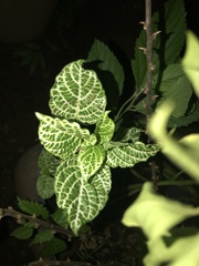 Fittonia albivenis