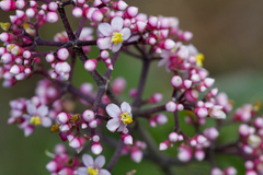 Miconia subcrustulata