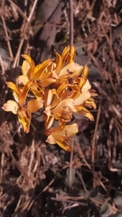 Alstroemeriaceae