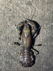 Procambarus steigmani