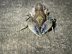 Procambarus steigmani