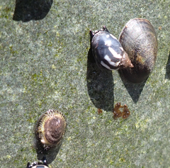 Siphonaria lessonii