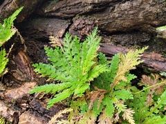 Selaginella pallescens