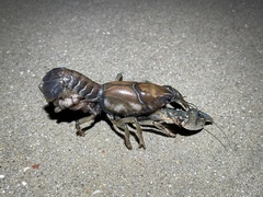 Procambarus steigmani