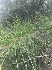 Casuarina