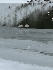 Cygnus