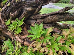 Selaginella pallescens