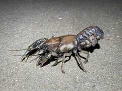 Procambarus steigmani