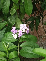 Brunfelsia grandiflora