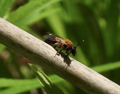 Andrena milwaukeensis