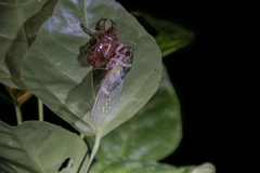 Cicadinae