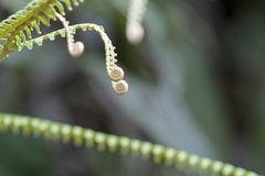 Gleicheniaceae