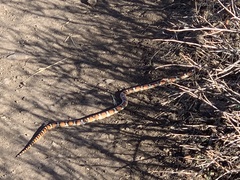 Lampropeltis gentilis