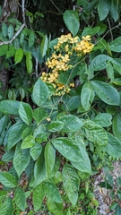 Senna hayesiana