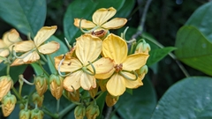 Senna hayesiana