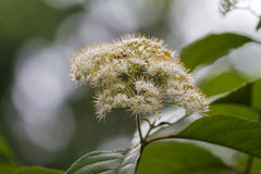 Callicarpa acuminata