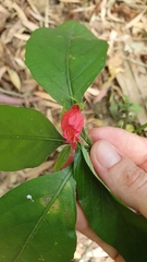 Ruellia brevifolia