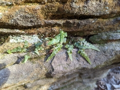 Asplenium pinnatifidum