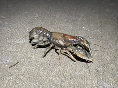 Procambarus steigmani