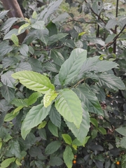 Maesa perlaria formosana